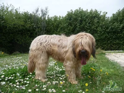 Бриар (Французская овчарка) / Briard (Berger Briard, Berger de Brie) -  PetsPoint.ru