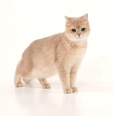 Британский котенок: характер, особенности ухода