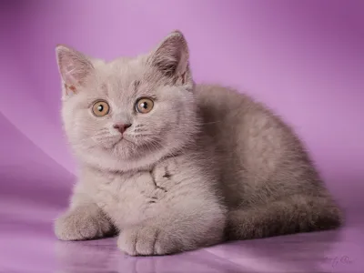 Британские котята - сплошные окрасы | Британские котята GALA-CAT | Дзен