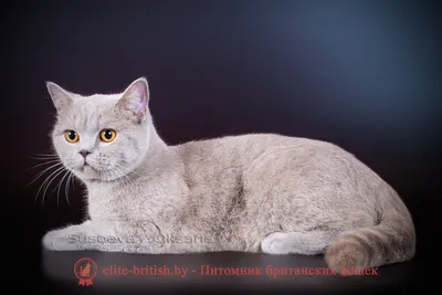 Лиловые британские котята - 72 фото