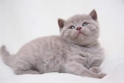 British kittens from Wonder-Plush Cattery, плюшевые британские котята -  Лиловый британский котик, готов к переезду!🌷 Возраст 3 месяца ровно. Очень  светлая лиловая шубка, густая и короткая! Шикарная мордашка, яркие глаза!  Активный и