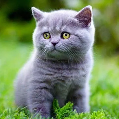 Лиловый окрас кошек - 65 фото