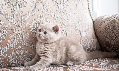 Британская лиловая кошка: описание окраса, фото котят, генетика лиловых  британцев