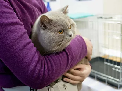 Британский лиловый котенок в Москве