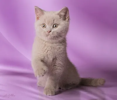 Британская кошка лилового окраса: история породы, виды, особенности и фото  британцев