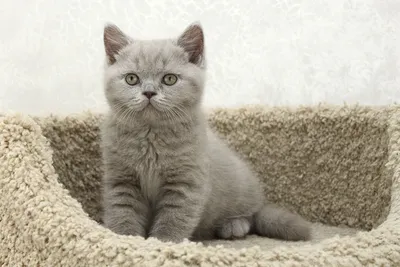 Британские котята, милые ребята. Ласковые мурлыки, котики и кошечки,  разного возраста и окраса( голубой, лиловый, рыжий, черепахи) Хорошие… |  Instagram