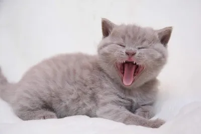 Британские лиловые кошки и коты: описание и список кличек
