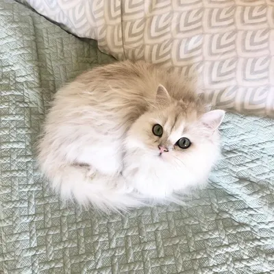Британская длинношерстная кошка в разных позах