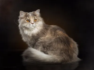 Изображение Британской длинношерстной кошки с прекрасным мехом