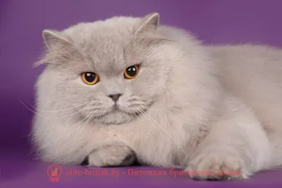 Фотография Британской длинношерстной кошки, доступная для загрузки