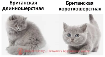 Картинка Британской длинношерстной кошки на фоне зеленых листьев