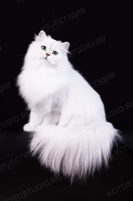 Изображение Британской длинношерстной кошки в формате JPG для бесплатного скачивания