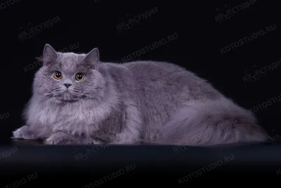 Британская длинношерстная кошка на фотографии с кисточками на ушах