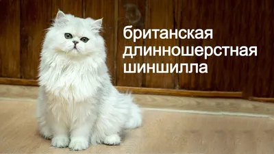 Фотография Британской длинношерстной кошки, представленная в нескольких форматах изображения.