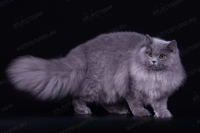 Фотография Британской длинношерстной кошки в различных размерах