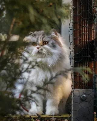 Британская длинношерстная кошка в формате JPG, PNG и WebP