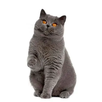 Британская голубая кошка фотографии