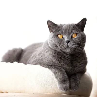 Скачать бесплатно фото британской голубой кошки в png формате