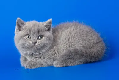 Скачать бесплатно фотографии британской голубой кошки в jpg формате