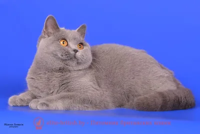 Изображения британской голубой кошки в удивительном качестве