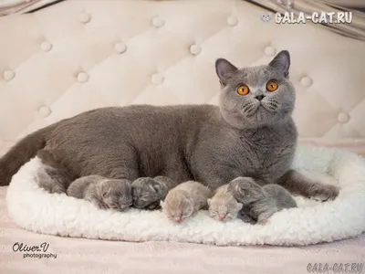 Удивительные изображения британской голубой кошки