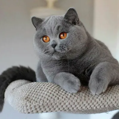 Фото британской голубой кошки в великолепном качестве