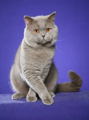 Очаровательные картинки британской голубой кошки