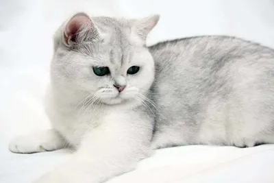 Британская короткошерстная кошка окрасы фотографии