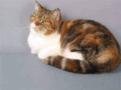 Британская кошка черепаховый окрас фотографии