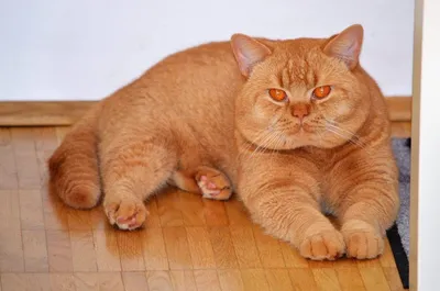 Британская кошка рыжая фото фотографии