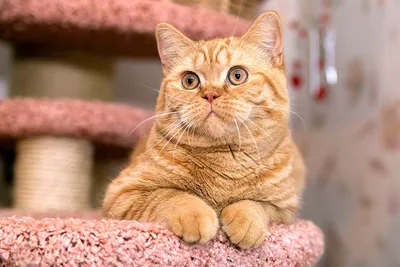 Очаровательная толстая кошка породы …» — создано в Шедевруме