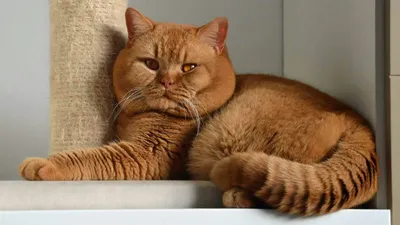 Британская рыжая длинношерстная кошка - 69 фото