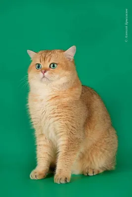 Черный золотой тикированный окрас британских кошек BRI ny 25 с фото и  описанием - SunRay | Британская короткошерстная, Котята, Кошки и котята