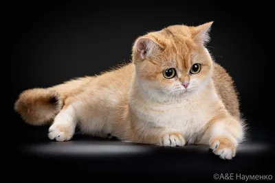 Британские котята рыжики: 1 000 грн. - Кошки Днепр на Olx