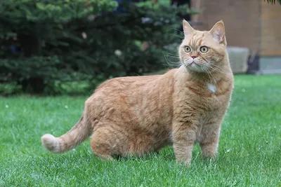Фотографии Британская короткошёрстная коты Рыжая траве смотрит