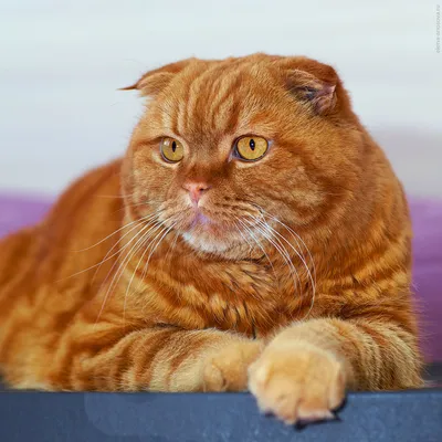 Красивая Золотая Британская Кошка С Зелеными Глазами Стоящими На Задних  Лапах Глядя Вверх — стоковые фотографии и другие картинки Рыжая кошка -  iStock