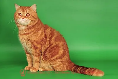Красная кошка британской породы
