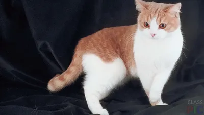 С анимацией Британская короткошёрстная кошка 3D модель - Скачать Животные  на 3DModels.org