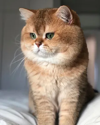 Красивая фотография рыжей британской кошки