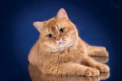 Великолепное изображение рыжей кошки породы британская