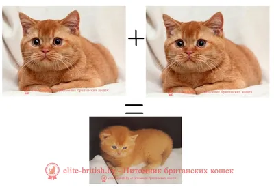Скачайте бесплатно фото рыжей кошки в формате webp