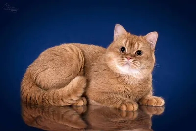 Узнай больше о рыжих британских кошках на фото