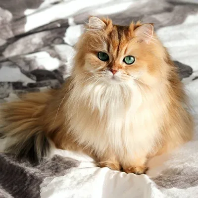 Изумительное изображение рыжей британской кошки идеально подойдет для обоев