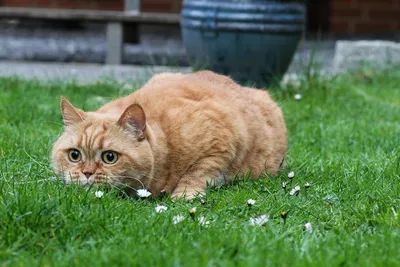 Фото рыжих кошек породы британская в разных размерах