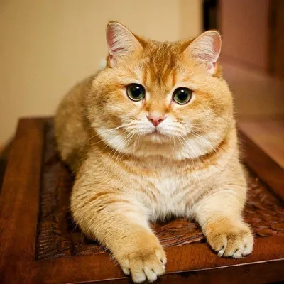 Британская кошка рыжего окраса на фото