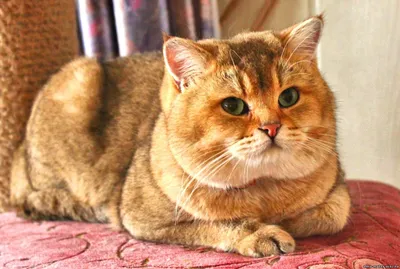 Фотография рыжей британской кошки. Качественное изображение.