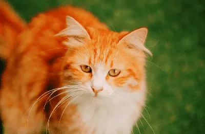 Рыжая британская кошка на красивой картинке