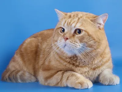 Британская рыжая кошка на фото: красота природы и животного