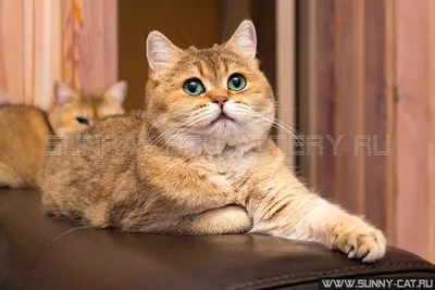 Уникальное фото рыжей британской кошки