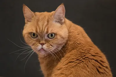 Фото рыжих кошек для любителей породы британская